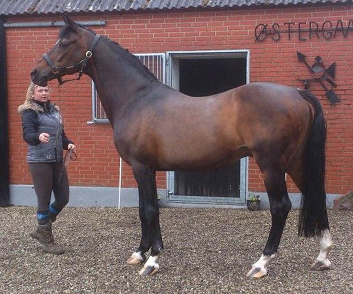 Michellino - Dressage Stallion